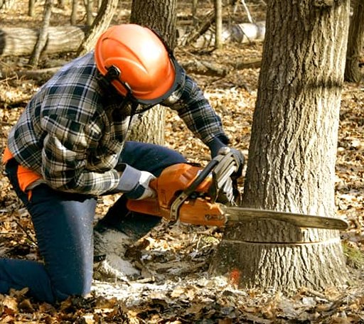 Tree Removal in Mount Hermon, KY